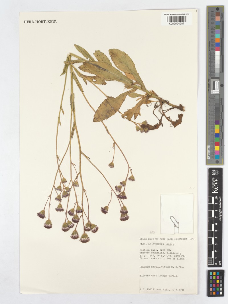 Senecio cathcartensis photo 8