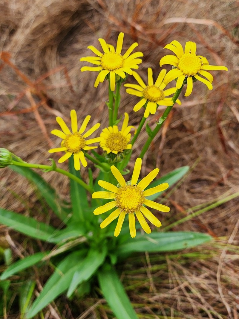 Senecio caudatus