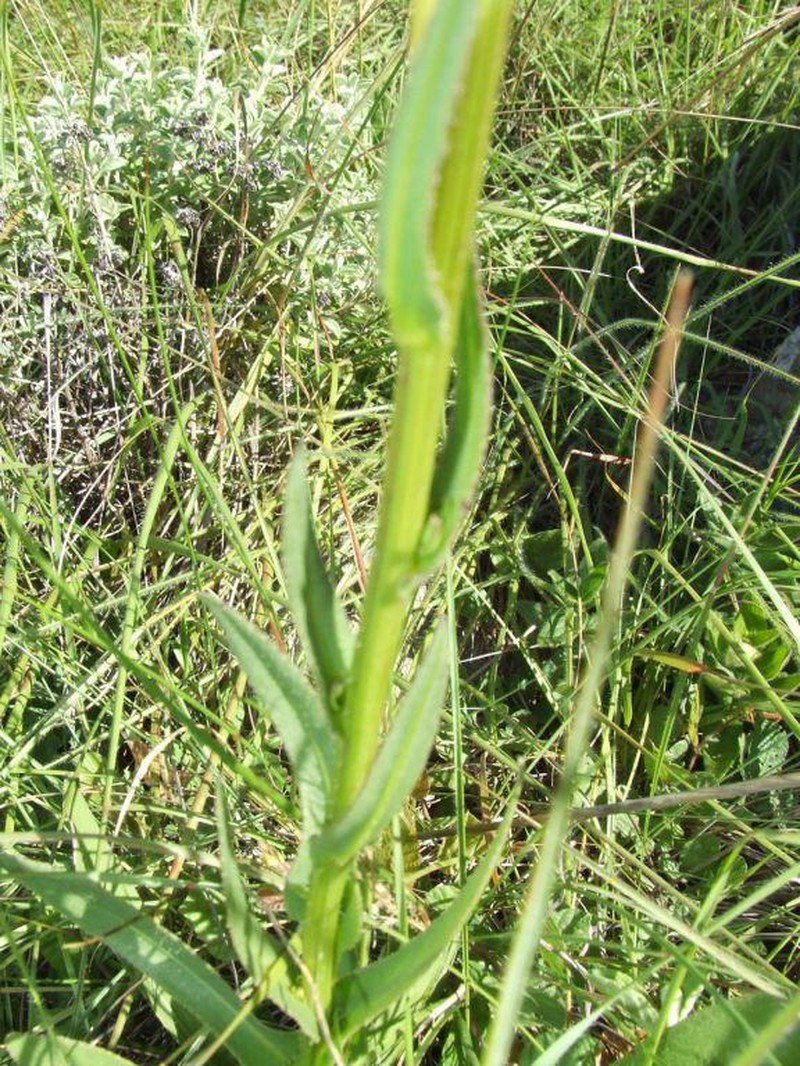 Senecio caudatus photo 2