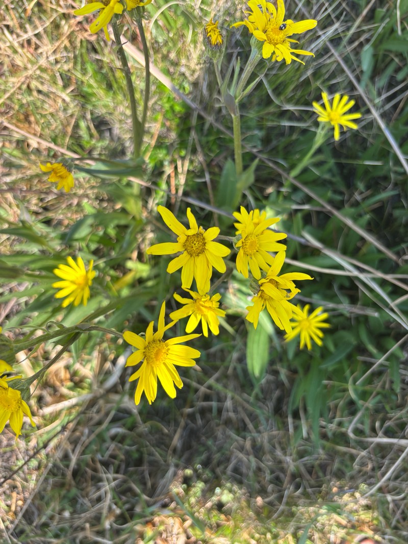 Senecio caudatus photo 3