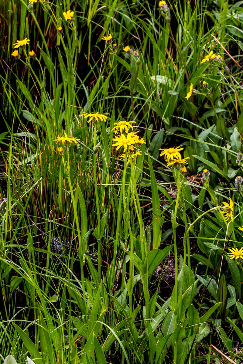 Senecio caudatus photo 4