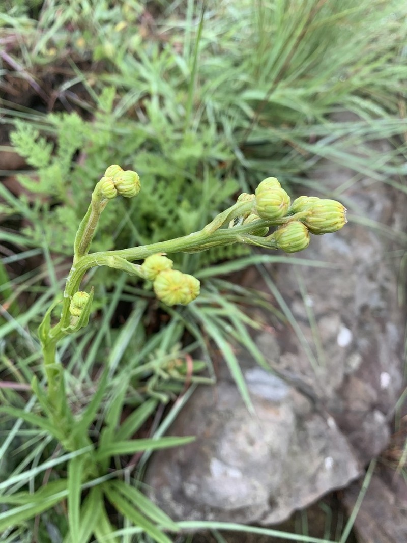 Senecio caudatus photo 5
