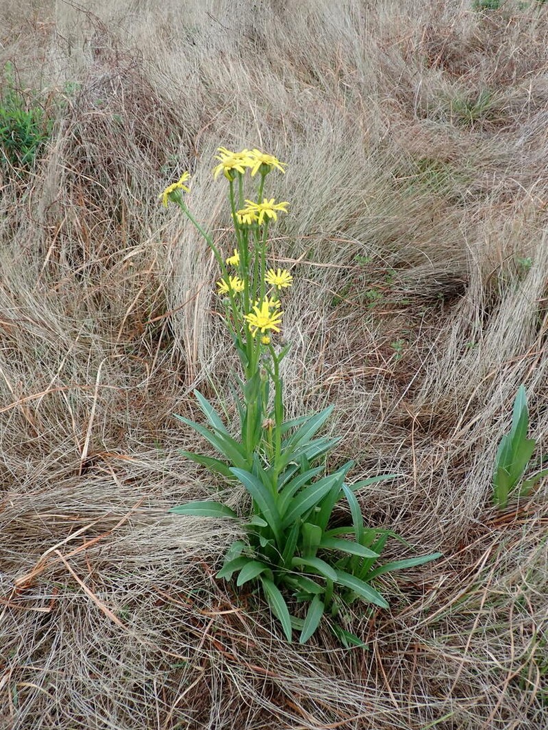 Senecio caudatus photo 6