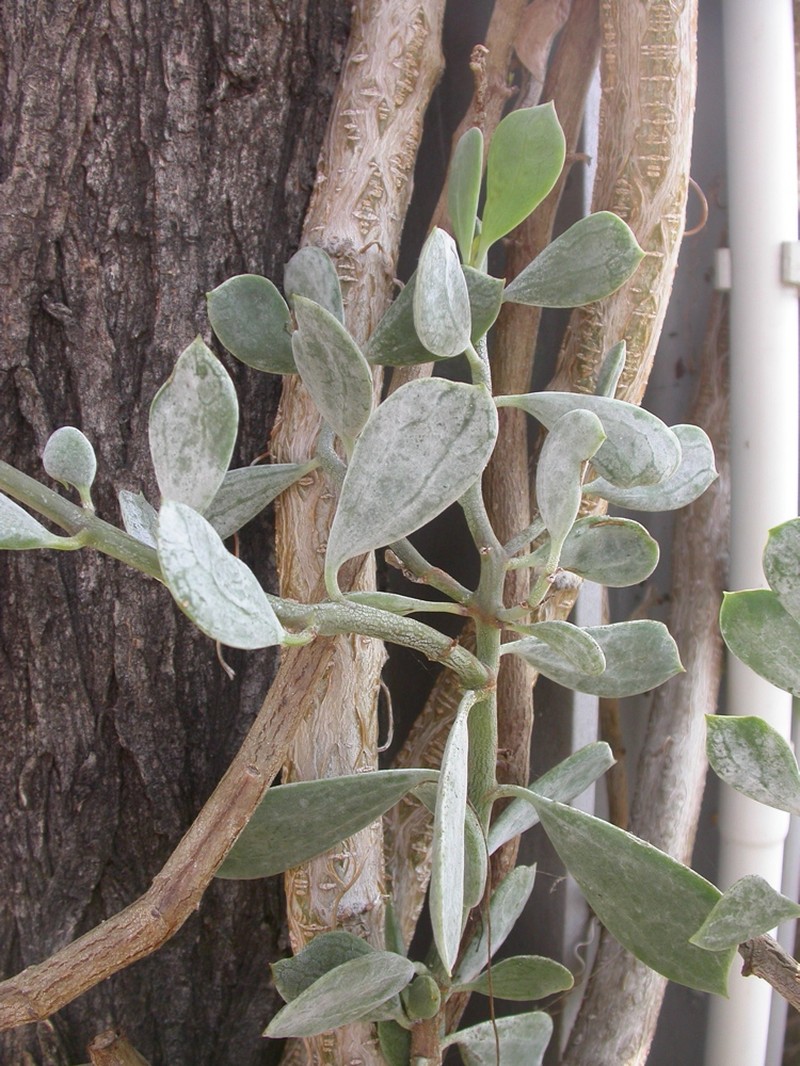 Senecio cedrorum