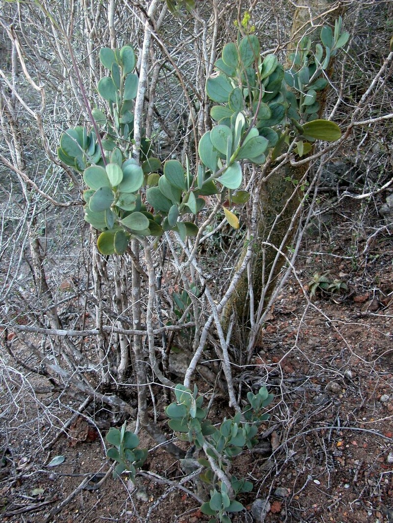 Senecio cedrorum photo 2