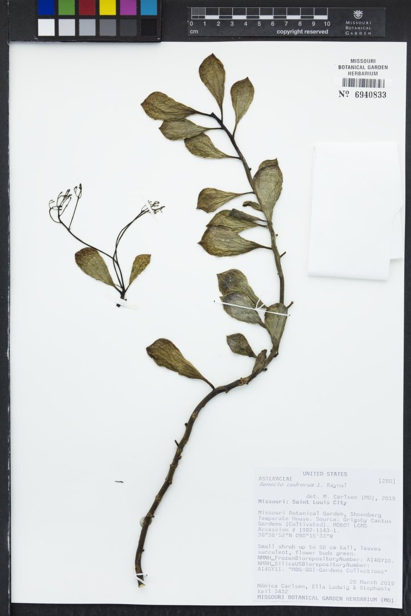Senecio cedrorum photo 3