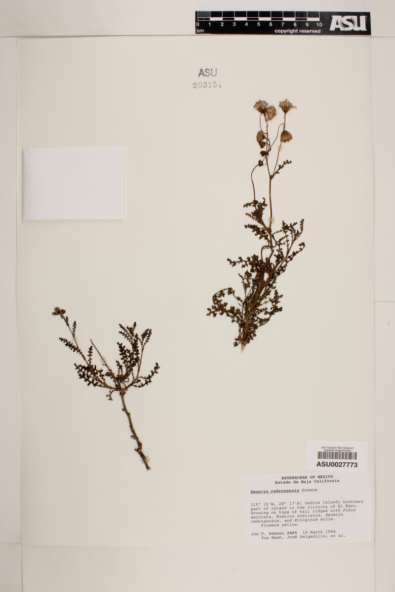 Senecio cedrosensis