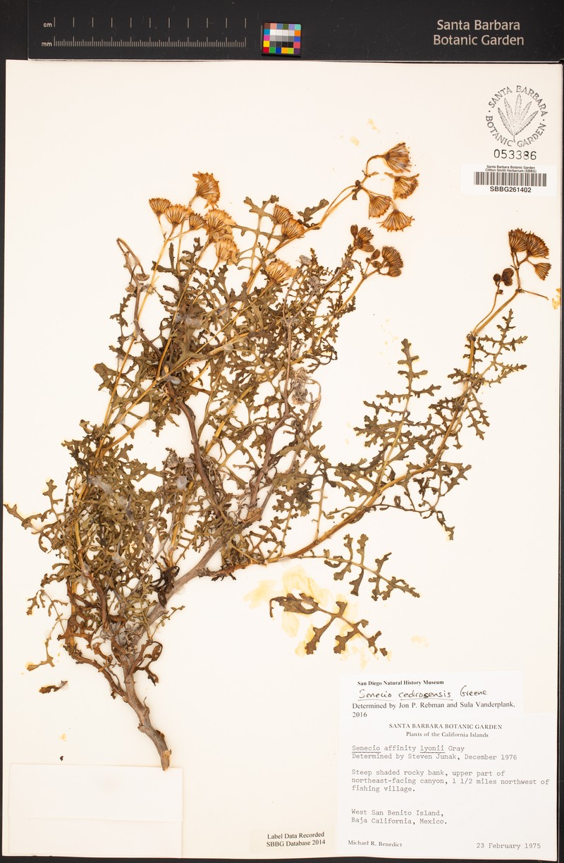 Senecio cedrosensis photo 3