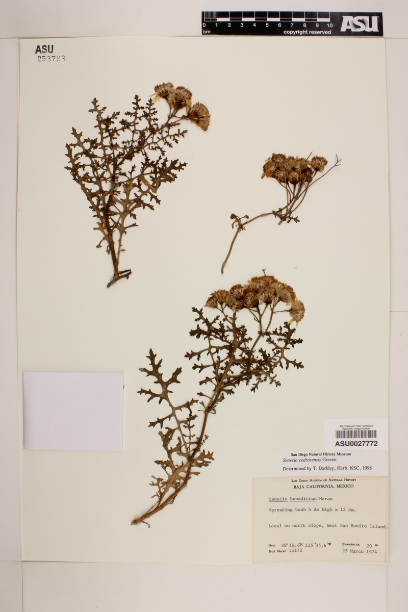Senecio cedrosensis photo 6