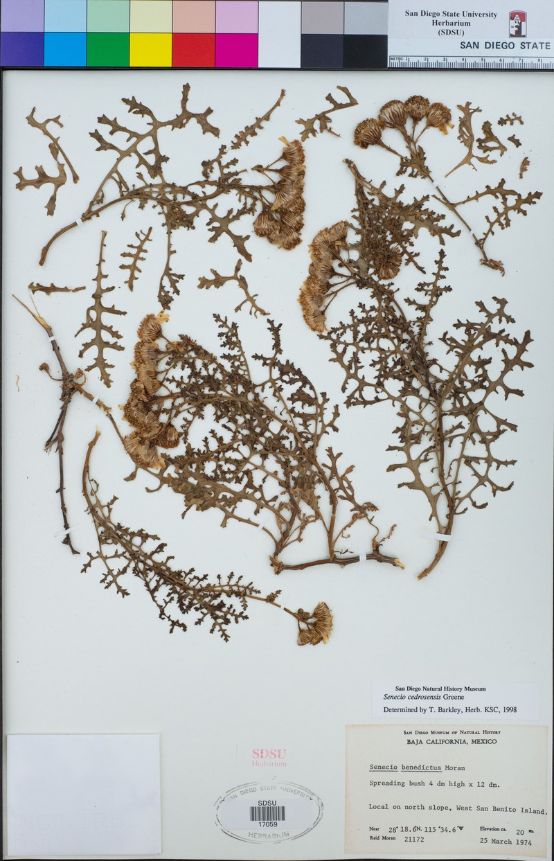 Senecio cedrosensis photo 7
