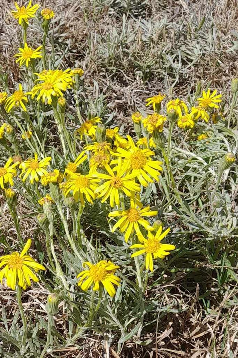 Senecio ceratophylloides
