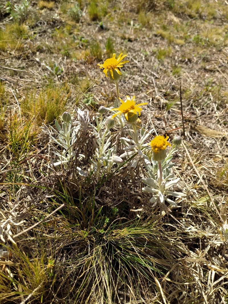 Senecio ceratophylloides photo 2