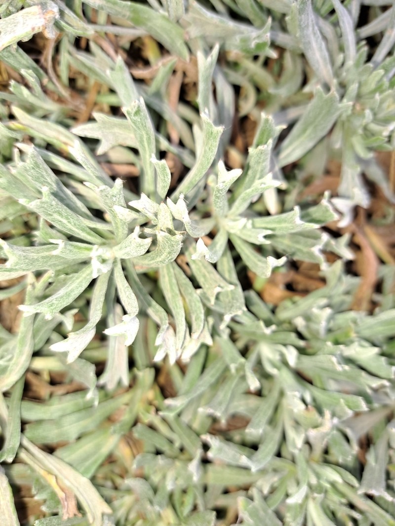 Senecio ceratophylloides photo 3