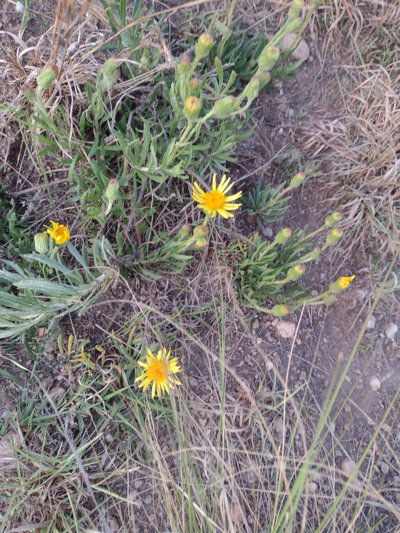 Senecio ceratophylloides photo 4