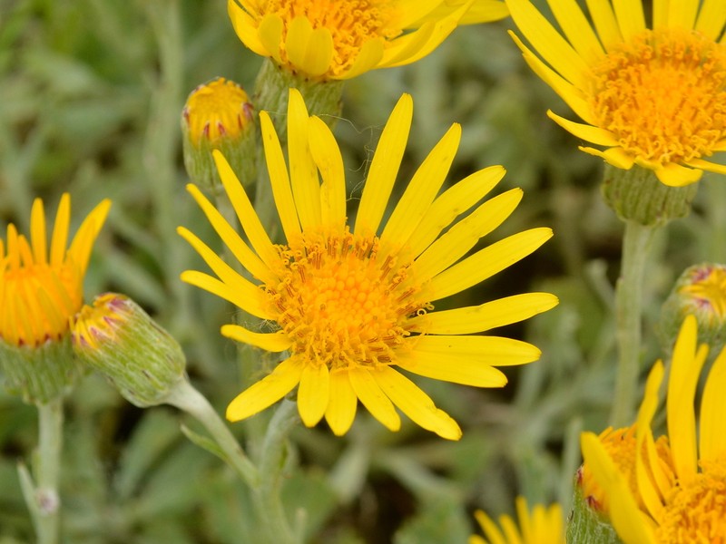 Senecio ceratophylloides photo 5