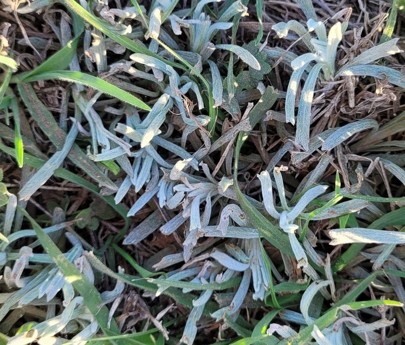 Senecio ceratophylloides photo 6