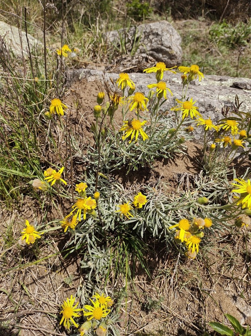 Senecio ceratophylloides photo 7