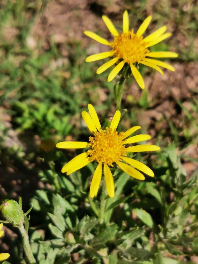 Senecio ceratophylloides photo 8