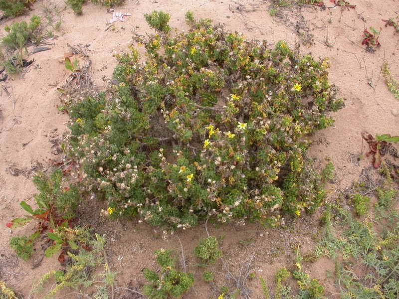 Senecio cerberoanus