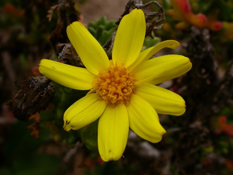 Senecio cerberoanus photo 2