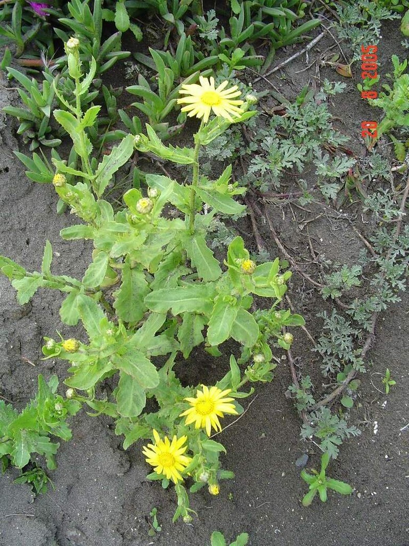 Senecio cerberoanus photo 4