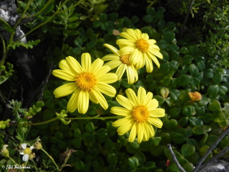 Senecio cerberoanus photo 5