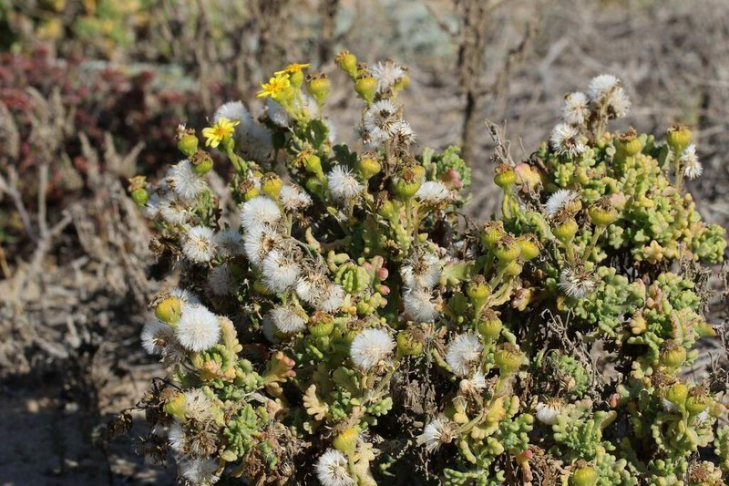 Senecio cerberoanus photo 6