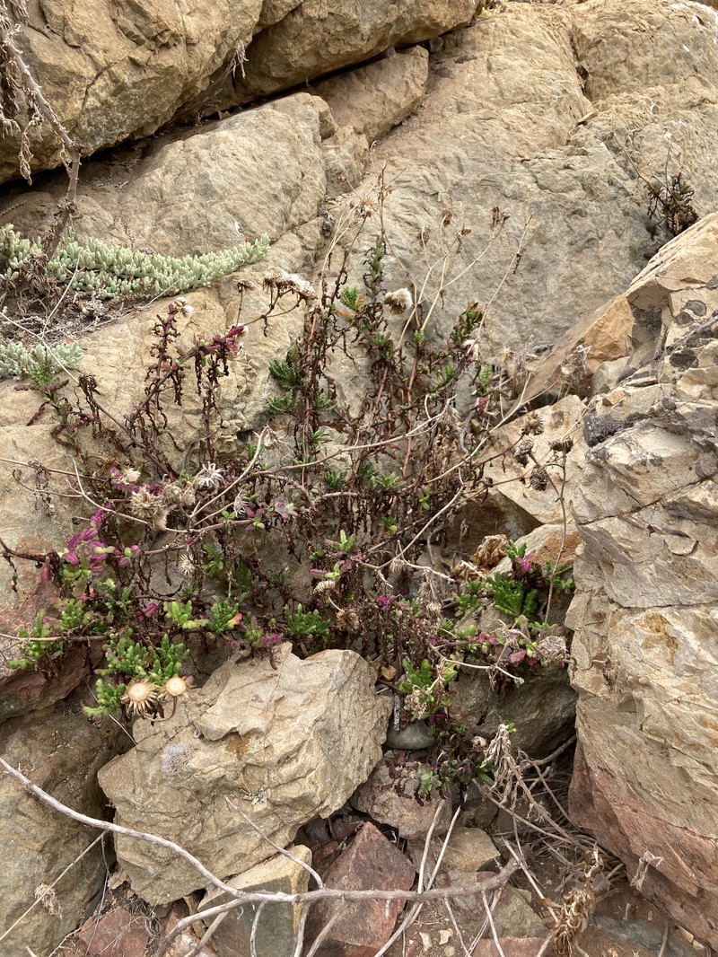 Senecio cerberoanus photo 7