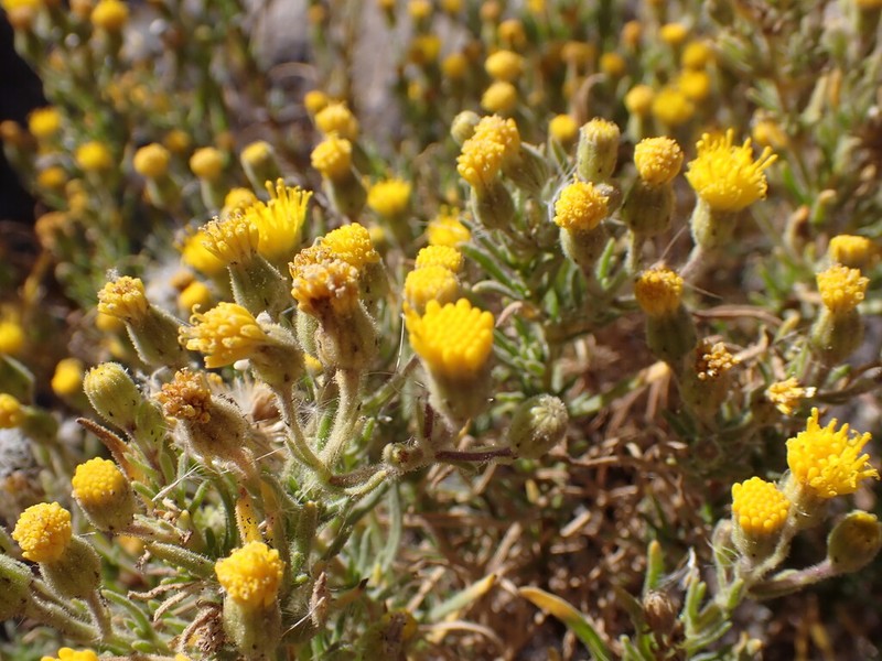 Senecio chachaniensis
