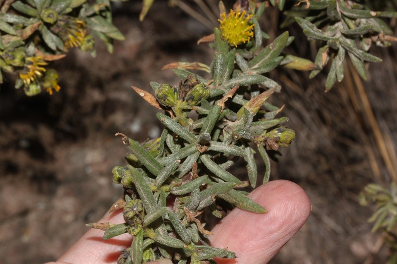 Senecio chachaniensis photo 2