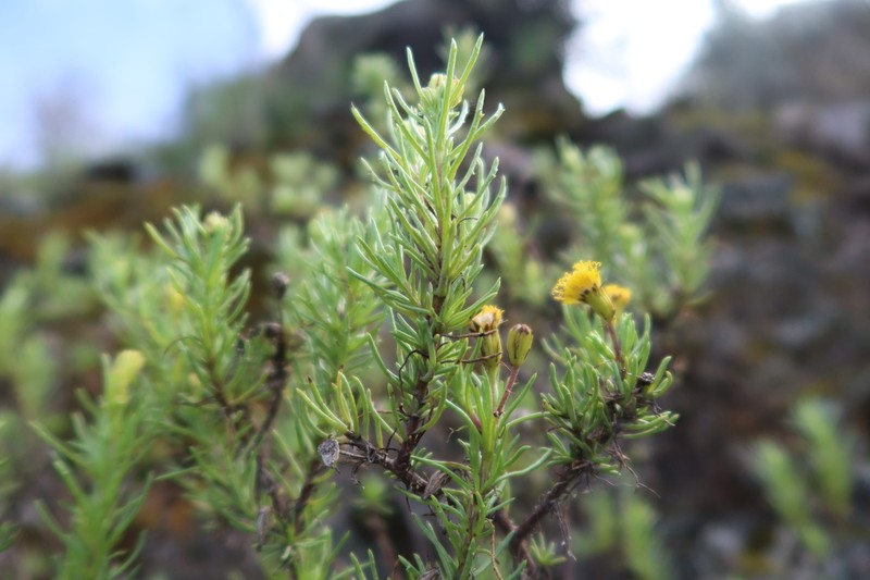 Senecio chachaniensis photo 3
