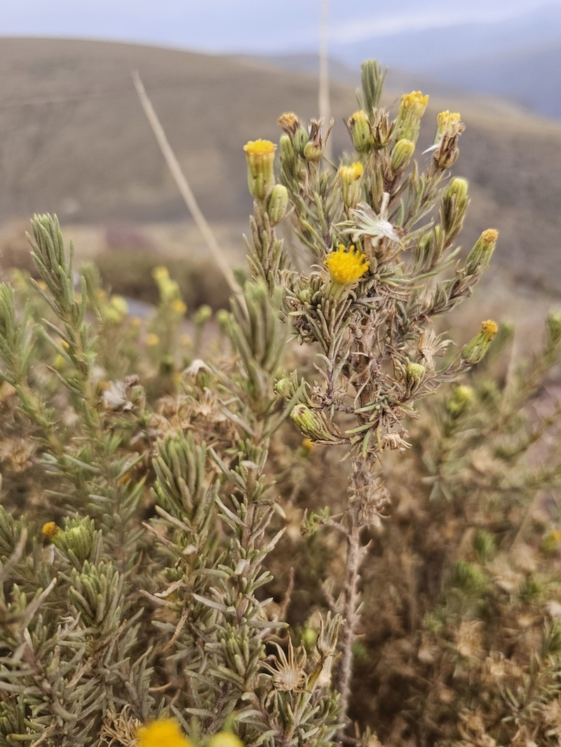 Senecio chachaniensis photo 4