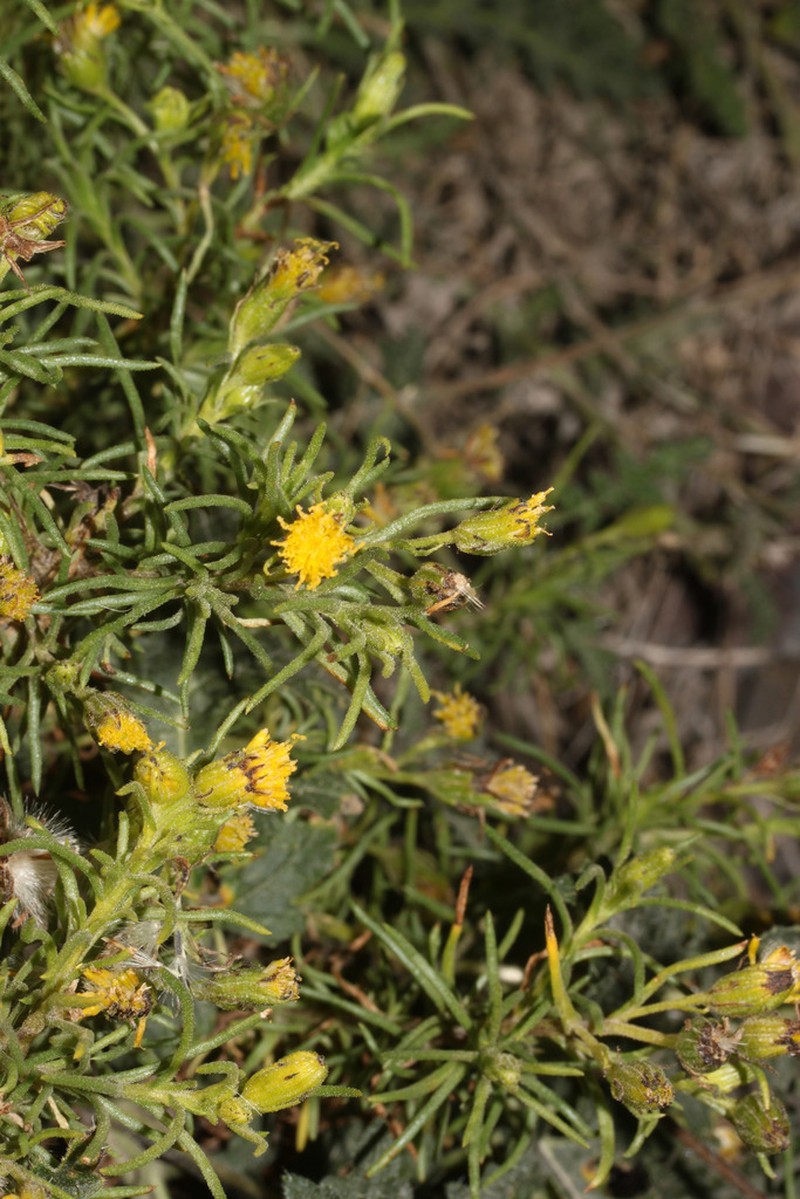 Senecio chachaniensis photo 5