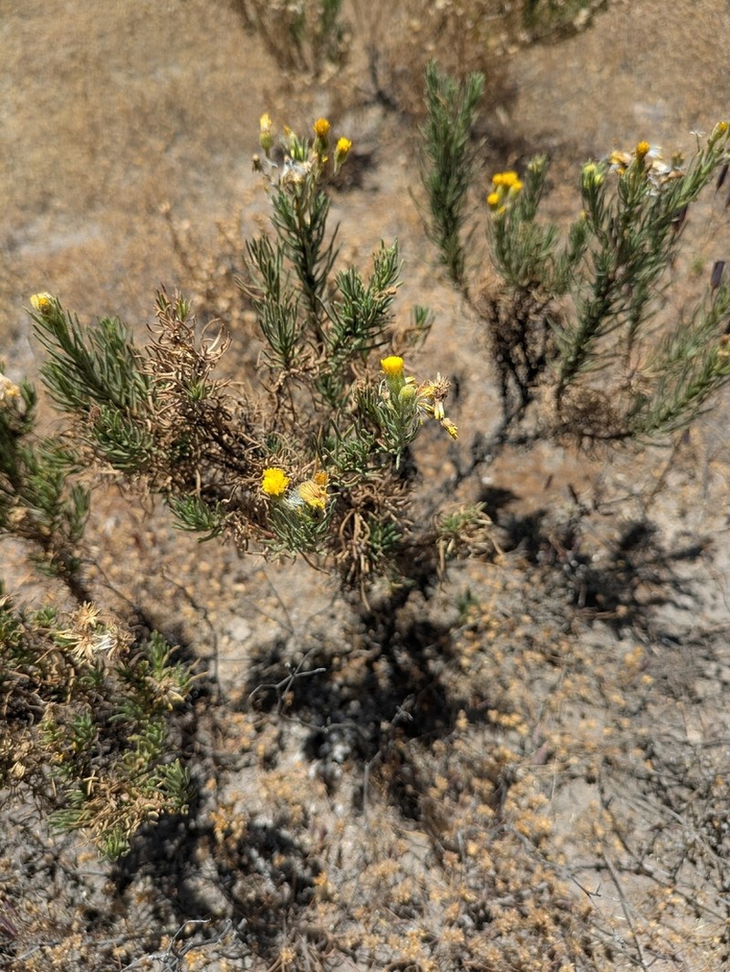 Senecio chachaniensis photo 7