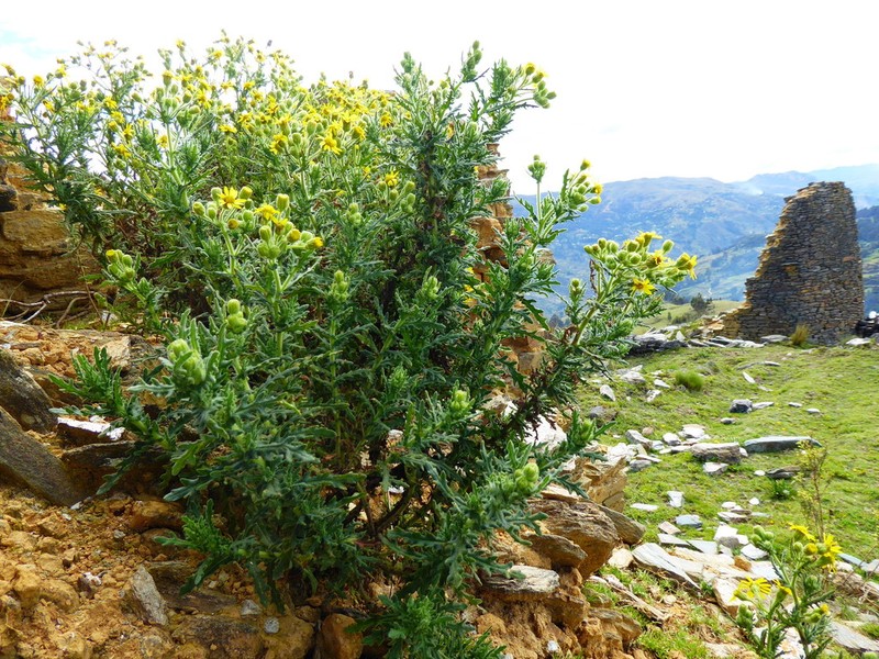 Senecio chavanilloensis photo 2