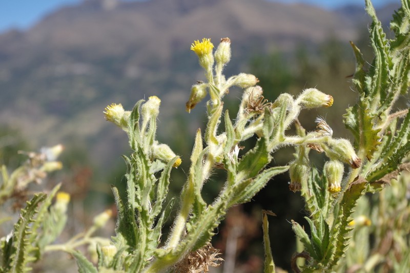 Senecio chavanilloensis photo 3