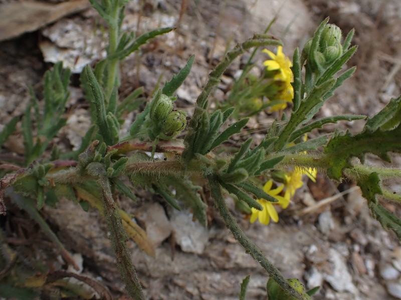 Senecio chavanilloensis photo 4