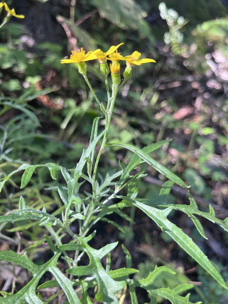 Senecio chihuahuensis