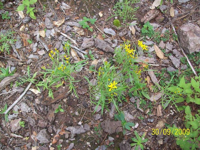 Senecio chihuahuensis photo 2