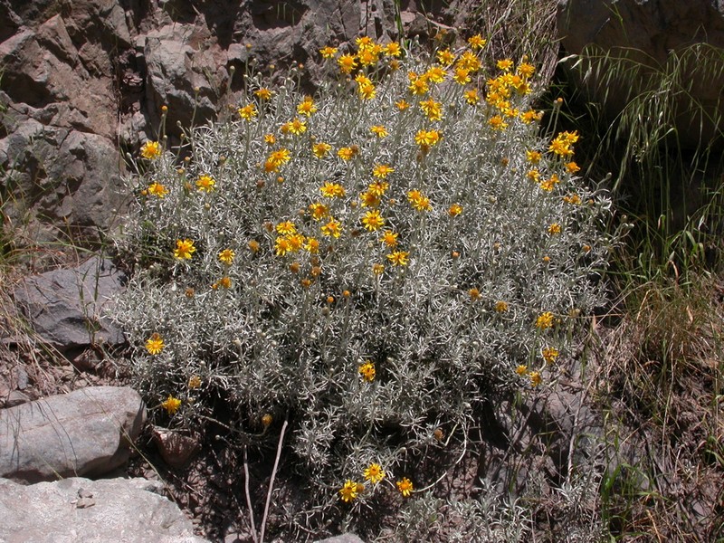 Senecio chilensis