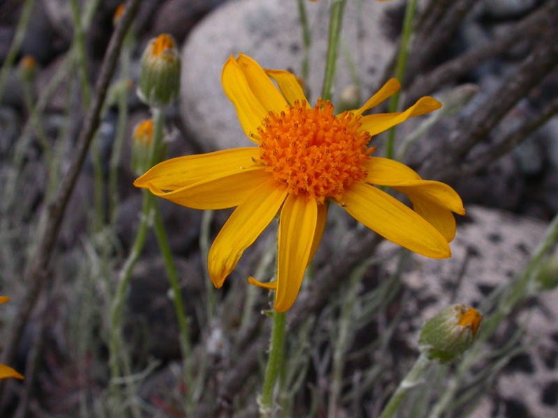 Senecio chilensis photo 2