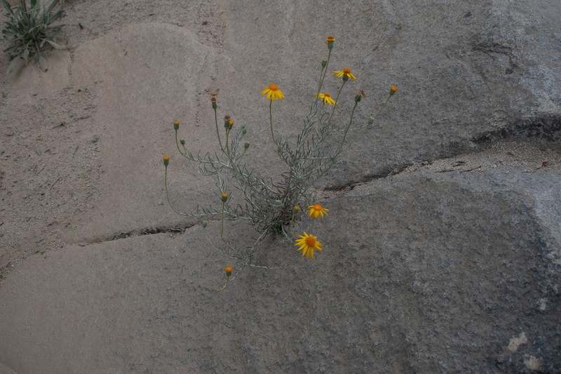 Senecio chilensis photo 3