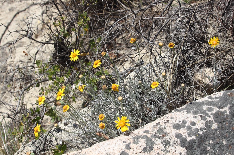 Senecio chilensis photo 4