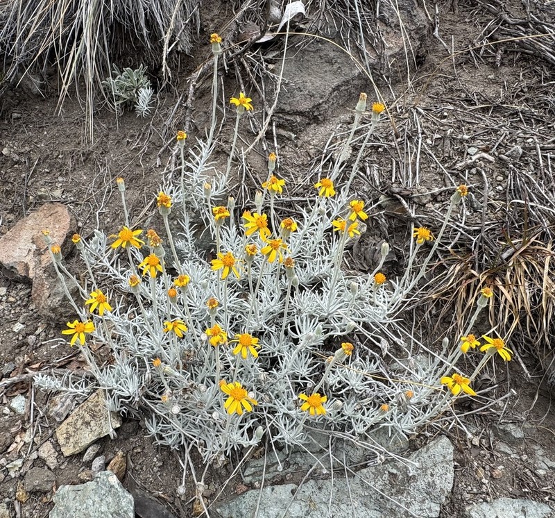 Senecio chilensis photo 5