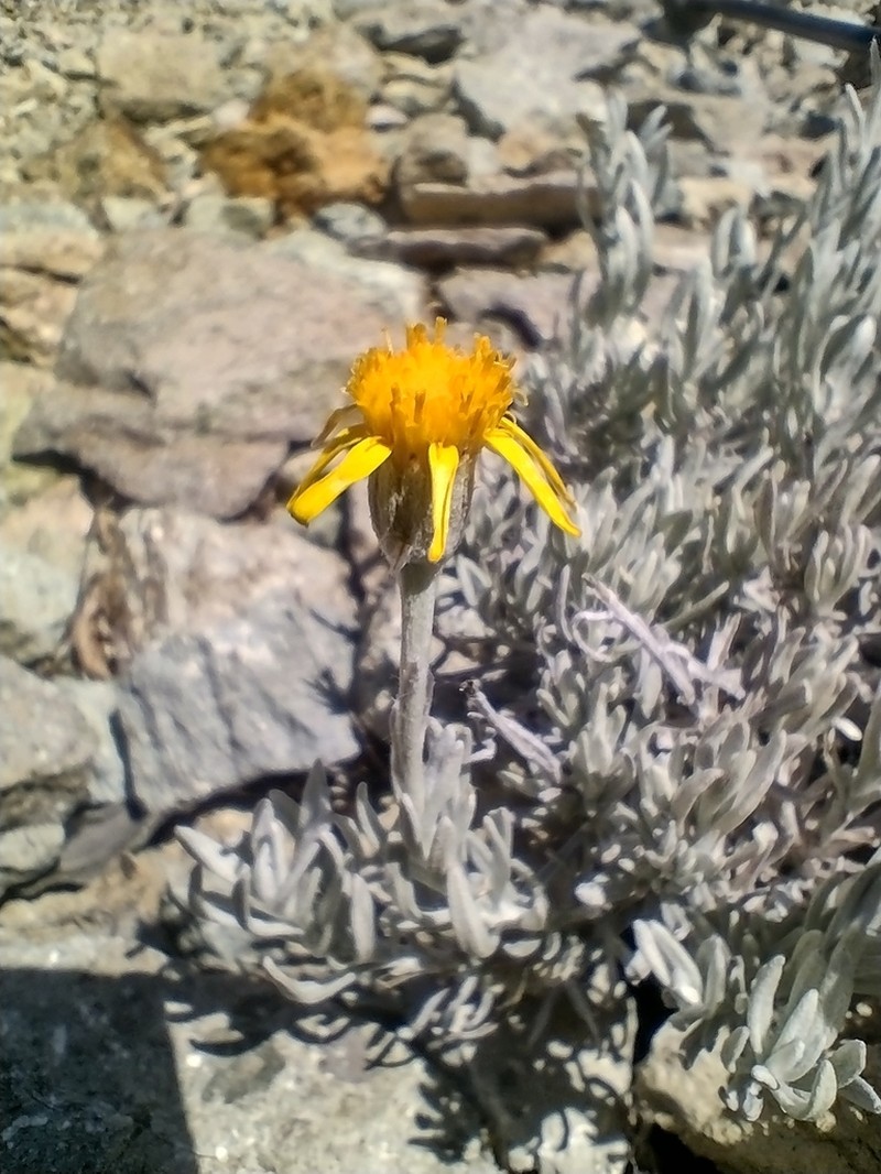 Senecio chilensis photo 6
