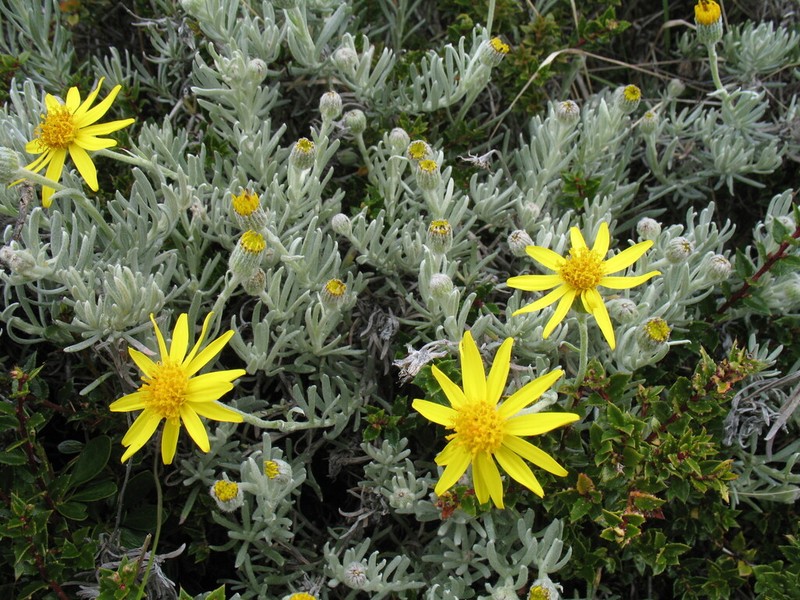 Senecio chilensis photo 7