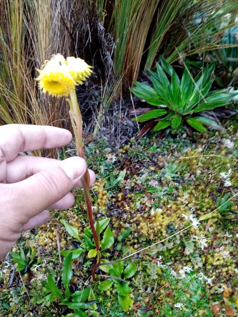Senecio chionogeton