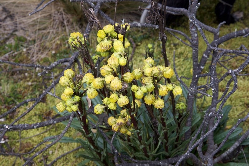 Senecio chionogeton photo 2