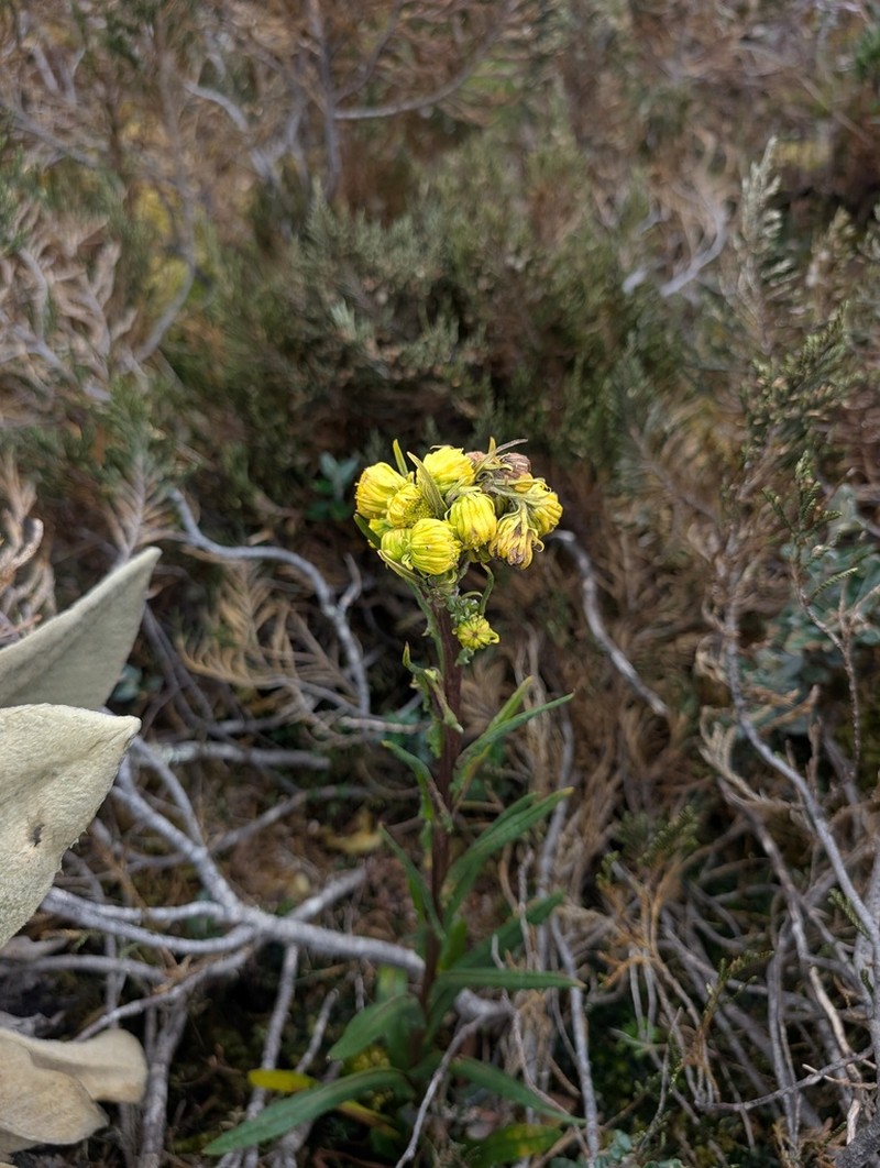 Senecio chionogeton photo 3