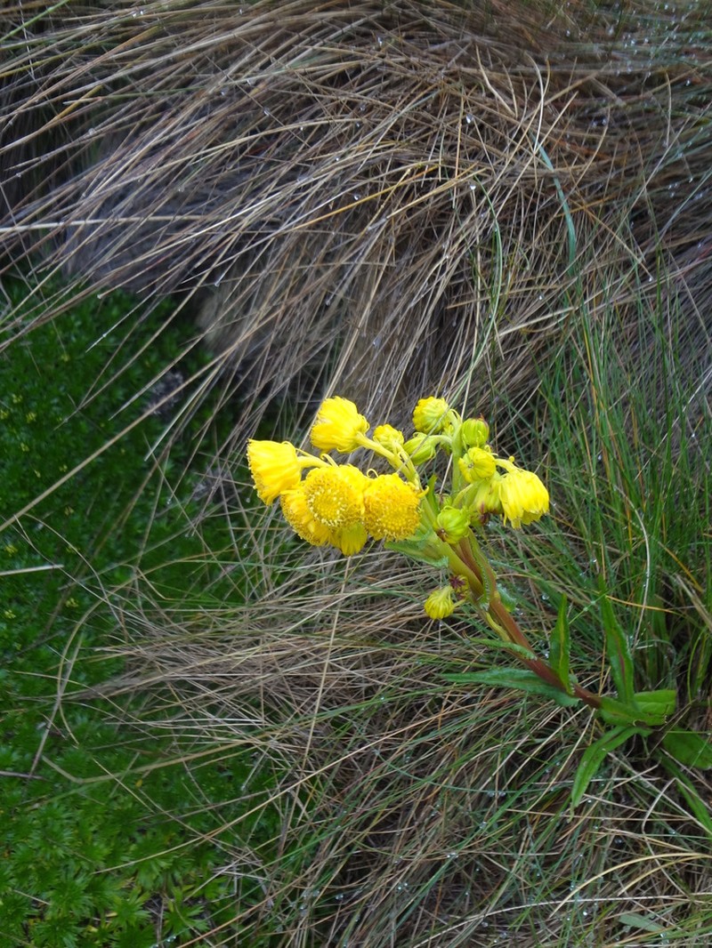 Senecio chionogeton photo 4